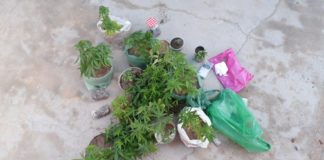 FOTO: Polícia Civil prende dois por tráfico de drogas no interior do RN e apreende “pés de maconha”