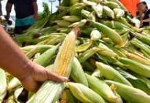 Governo do RN distribui sementes crioulas para 3 mil famílias rurais