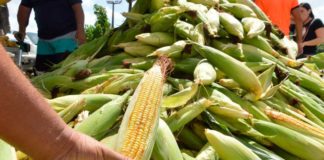 Governo do RN distribui sementes crioulas para 3 mil famílias rurais