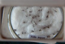 Vacina contra chikungunya já passa por testes em humanos