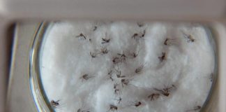 Vacina contra chikungunya já passa por testes em humanos