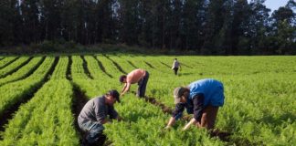 Governo garante investimentos à agricultura familiar
