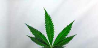 Anvisa quer dar aval para cultivo de maconha para remédios e pesquisa Folha de maconha em plantação caseira na zona norte do Rio