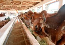 Governo isenta ICMS para abate de carne bovina no Rio Grande do Norte