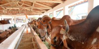 Governo isenta ICMS para abate de carne bovina no Rio Grande do Norte