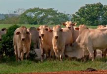 Governo anuncia suspensão da exportação de carne bovina para a China após caso de ‘vaca louca’