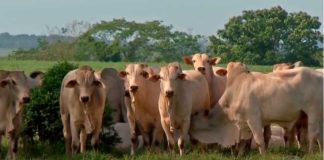 Governo anuncia suspensão da exportação de carne bovina para a China após caso de ‘vaca louca’