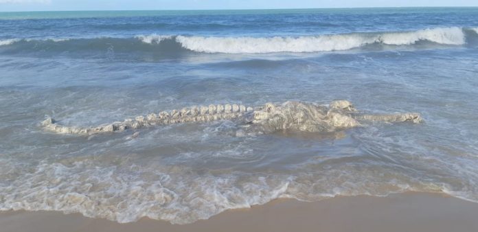 Carcaça foi encontrada na praia de Muriú, no litoral Norte — Foto: Divulgação