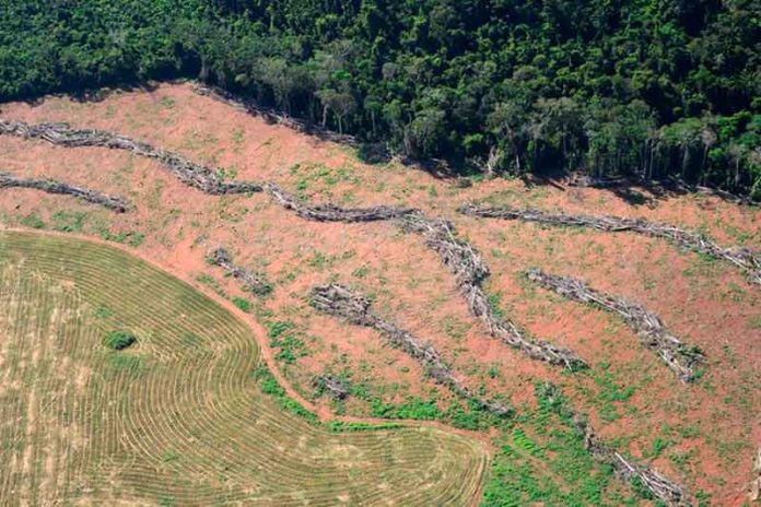 O aumento das queimadas na Floresta Amazônica tornou-se pauta internacional na última semana