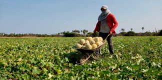 Agricultores de Upanema expandem a produção com incentivo do Governo do RN