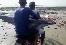 Ferido, golfinho é resgatado em garupa de moto e devolvido ao mar no RN; veja vídeo Ferido, golfinho foi transportado em moto durante resgate na praia de Rio do Fogo, RN — Foto: Reprodução