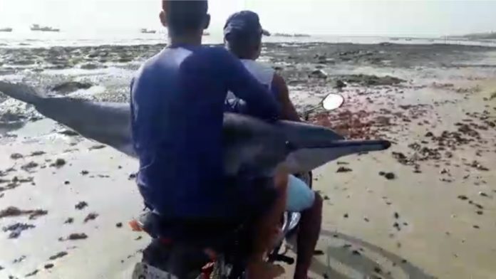 Ferido, golfinho foi transportado em moto durante resgate na praia de Rio do Fogo, RN — Foto: Reprodução