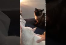 Gata desliga despertador do celular da dona e vídeo viraliza na internet