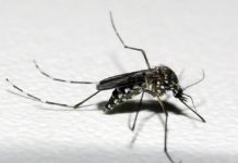 RN é o segundo estado com maior número de casos de chikungunya no país Boletim Epidemiológico do Ministério da Saúde traz dados de doenças causados pelo Aedes Aegypti — Foto: Raul Santana/Fundação Oswaldo Cruz/Divulgação