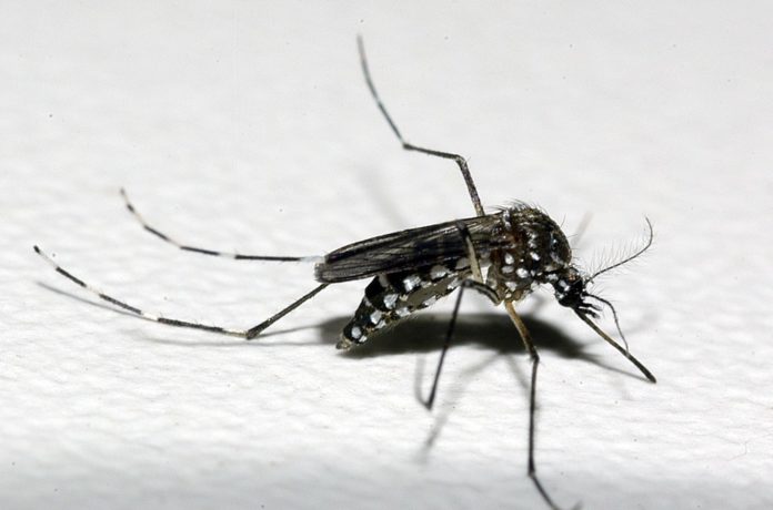Boletim Epidemiológico do Ministério da Saúde traz dados de doenças causados pelo Aedes Aegypti — Foto: Raul Santana/Fundação Oswaldo Cruz/Divulgação
