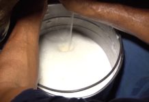 No RN, inscrições para o PAA-Leite terminam sexta-feira (27) Leite produzido por cooperativas ou agricultores familiares é doado gratuitamente — Foto: Reprodução/TV Mirante