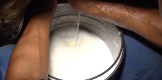 No RN, inscrições para o PAA-Leite terminam sexta-feira (27) Leite produzido por cooperativas ou agricultores familiares é doado gratuitamente — Foto: Reprodução/TV Mirante