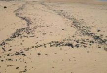 Manchas de óleo aparecem em praias de Ceará-Mirim