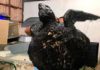 Tartaruga é encontrada coberta por óleo em praia da Grande Natal Tartaruga foi encontrada coberta de óleo no litoral do RN — Foto: Redes Sociais