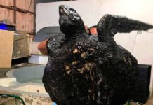 Polícia Federal mais perto de solucionar o caso do derramamento de óleo Tartaruga foi encontrada coberta de óleo no litoral do RN — Foto: Redes Sociais