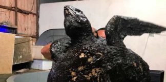Polícia Federal mais perto de solucionar o caso do derramamento de óleo Tartaruga foi encontrada coberta de óleo no litoral do RN — Foto: Redes Sociais