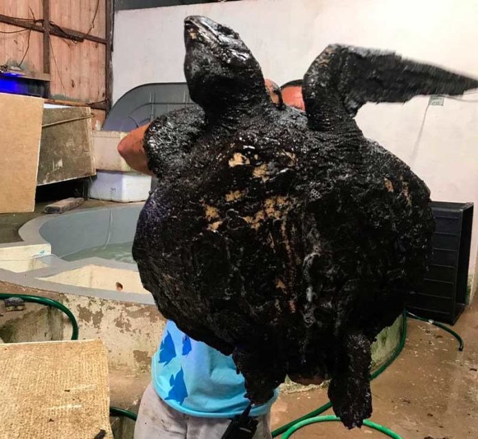 Tartaruga foi encontrada coberta de óleo no litoral do RN — Foto: Redes Sociais