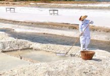 Mais saudável, Flor de Sal atrai a alta gastronomia e tem produção de 12 toneladas ao ano em Mossoró Flor de Sal é colhida em salina de Mossoró — Foto: Reprodução/Inter TV Cabugi