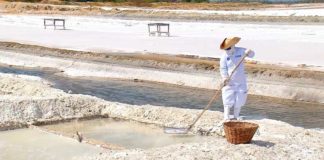 Mais saudável, Flor de Sal atrai a alta gastronomia e tem produção de 12 toneladas ao ano em Mossoró Flor de Sal é colhida em salina de Mossoró — Foto: Reprodução/Inter TV Cabugi