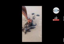 Tartaruga-marinha é encontrada presa a manchas escuras em praia de Ceará-Mirim; veja vídeo