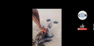 Tartaruga-marinha é encontrada presa a manchas escuras em praia de Ceará-Mirim; veja vídeo