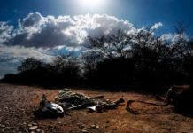 Pesquisas da UFRN mostram que falta de políticas públicas é principal fator de emigração no semiárido nordestino Segundo pesquisadores da UFRN, a seca, apesar de sempre ser relacionada como o motivo central dessa emigração, não aparece como razão preponderante — Foto: Cícero Oliveira/UFRN