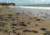 Material escuro aparece na areia de praias do Rio Grande do Norte Manchas escuras também foram vistas na praia de Camurupim, no RN — Foto: Redes Sociais