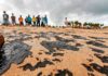 Ministério cancela a proibição da pesca de camarão e lagosta que valeria a partir de novembro no Nordeste Manchas de óleo em Japaratinga, AL — Foto: Felipe Brasil
