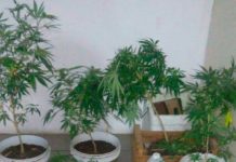 PM prende quatro homens com plantação de maconha em Natal Polícia encaminhou os indivíduos para a Central de Flagrantes, onde foi realizado os procedimentos cabíveis
