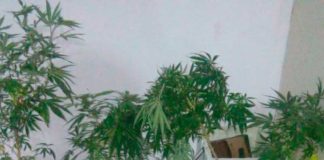 PM prende quatro homens com plantação de maconha em Natal Polícia encaminhou os indivíduos para a Central de Flagrantes, onde foi realizado os procedimentos cabíveis