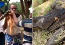 Homem acaba esganado por píton ao tentar capturá-la e vídeo se torna viral nas redes sociais Reprodução / Twitter / Pixabay