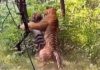 Turista grava intensa luta entre dois tigres por uma fêmea e vídeo se torna viral nas redes sociais