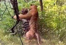 Turista grava intensa luta entre dois tigres por uma fêmea e vídeo se torna viral nas redes sociais