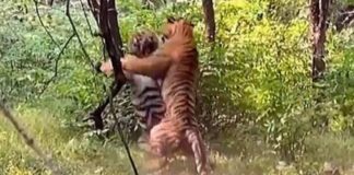 Turista grava intensa luta entre dois tigres por uma fêmea e vídeo se torna viral nas redes sociais