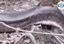 Pescador flagra cobra anaconda gigante na floresta amazônica; veja vídeo