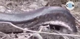 Pescador flagra cobra anaconda gigante na floresta amazônica; veja vídeo