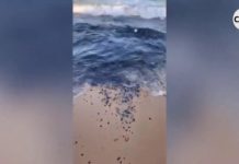 Manchas de óleo voltam a aparecer em seis praias do RN; veja vídeo