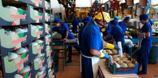 Fruticultura do RN assina acordo de exportação de frutas para China e prevê criação de 10 mil empregos Melão produzido é um dos produtos potiguares líderes de exportação (arquivo) — Foto: Anderson Barbosa/G1