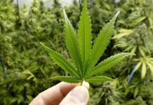 Anvisa impõe derrota a Bolsonaro e aprova produção de remédio à base de cannabis