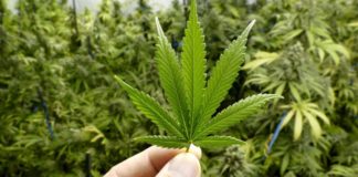 Anvisa impõe derrota a Bolsonaro e aprova produção de remédio à base de cannabis