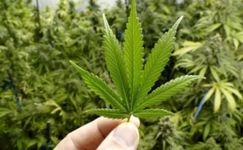 Anvisa impõe derrota a Bolsonaro e aprova produção de remédio à base de cannabis