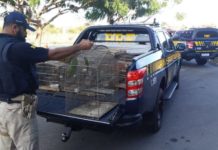 Operação da PRF apreende 45 pássaros silvestres em Ceará-Mirim; seis são detidos Operação da PRF apreendeu 45 pássaros silvestres em Ceará-Mirim, na Grande Natal, nesta terça-feira (18) — Foto: Divulgação/PRF