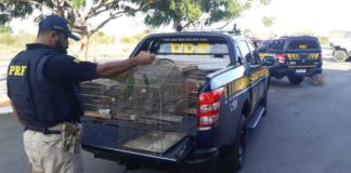 Operação da PRF apreende 45 pássaros silvestres em Ceará-Mirim; seis são detidos Operação da PRF apreendeu 45 pássaros silvestres em Ceará-Mirim, na Grande Natal, nesta terça-feira (18) — Foto: Divulgação/PRF