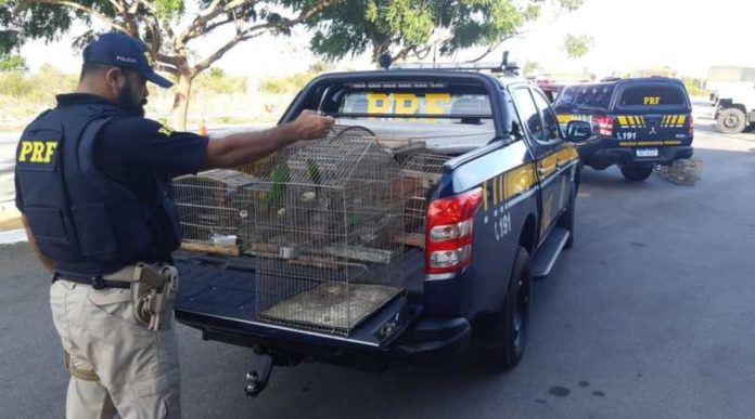 Operação da PRF apreendeu 45 pássaros silvestres em Ceará-Mirim, na Grande Natal, nesta terça-feira (18) — Foto: Divulgação/PRF