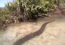 Casal filma sucuri de 7 metros ao descer de boia cross em rio de águas cristalinas em Bonito, MS